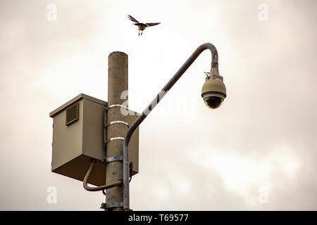 A bird near to land on a post with a security camera in one street of the colonial town of Villa de Leyva, in the Andean mountains of central Colombia Stock Photo