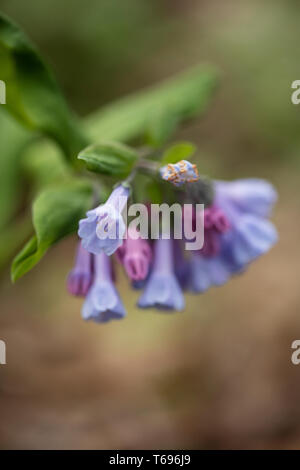 Clinopodium nepeta (or Calamintha nepeta), known as lesser calamint, a perennial herb of the mint family Lamiaceae. Stock Photo