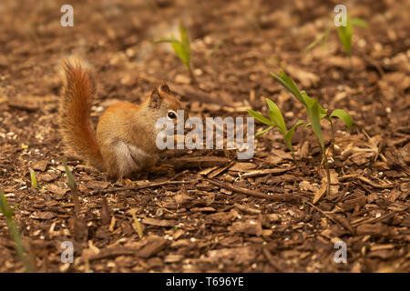 American red squirrel (Tamiasciurus hudsonicus) eating on the ground in Indianapolis, Indiana, USA. Stock Photo
