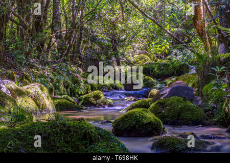 Multiple exposure of different spots of a ravine with rocks covered in moss at the highlands of Iguaque, at the center of the Colombian Andes. Stock Photo