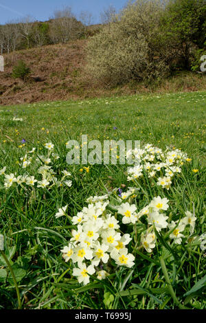 Primrose - Primula vulgaris  Growing in meadow, Kinever Valley, North Devon Coast Stock Photo
