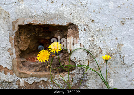 The deteriorated wall contrasts with the beauty of the dandelion flowers, at a street of the colonial town of Villa de Leyva, Colombia. Stock Photo