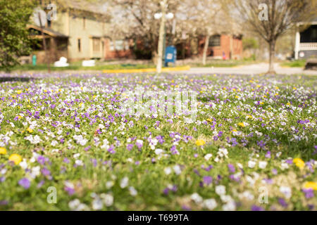 A grass lawn overflowing with Viola tricolor, also known as wild pansy, heartsease, or Johnny jump up, in Indianapolis, Indiana, USA.