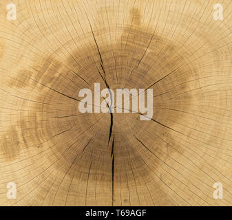 Large picture of a tree trunk cross section Stock Photo