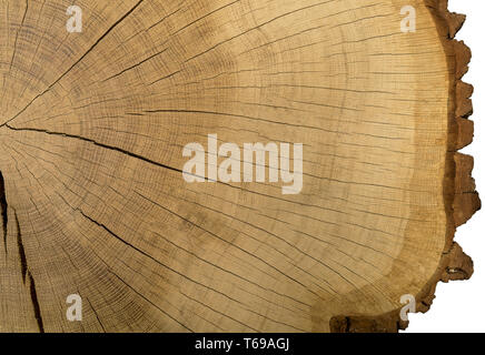 Large picture of a tree trunk cross section Stock Photo