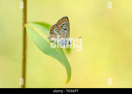 Aricia anteros, the blue argus butterfly resting in a forest Stock Photo