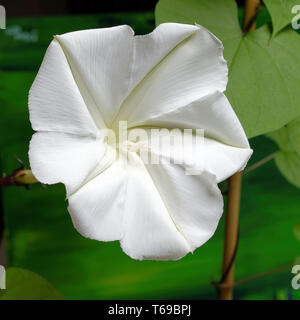 Moonflower (Ipomoea alba) Stock Photo