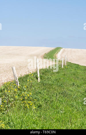 path and grass edge with old fence leading up through chalky fields leading up to  St. Roche's Hill, the Trundle, Sussex, UK, April. South Downs. Stock Photo