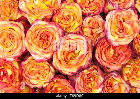 Colorful flower bouquet from roses for use as background. Stock Photo