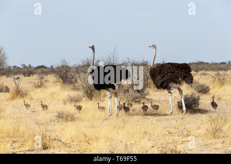 Family of Ostrich with chickens, Namibia Stock Photo