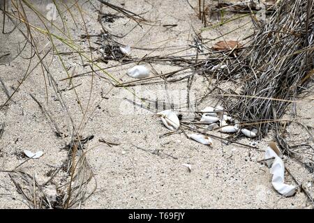 Grotto beach, St. Croix, United States Virgin Islands Stock Photo - Alamy