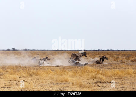 Zebra rolling on dusty white sand