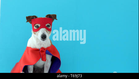 Dog jack russell super hero costume Stock Photo