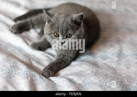 A blue British kitten lying on a white blanket. Stock Photo
