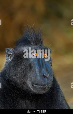 The Celebes crested macaque . Green natural background. Crested black