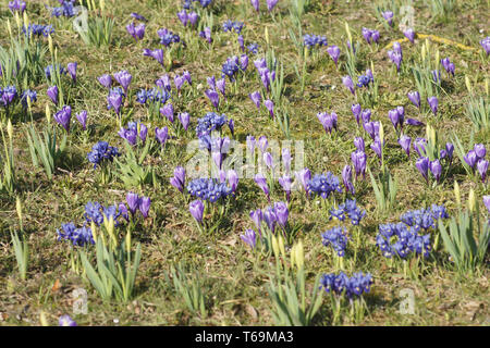 Crocus vernus, Spring crocus Stock Photo