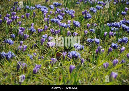 Crocus vernus, Spring crocus Stock Photo