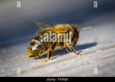 Honey Bee (Apis mellifica), Germany Stock Photo