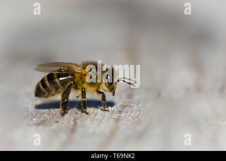 Honey Bee (Apis mellifica), Germany Stock Photo