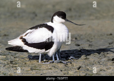 Pied Avocet adult bird gather youngs under the wings - (Photo adult and youngs) Stock Photo