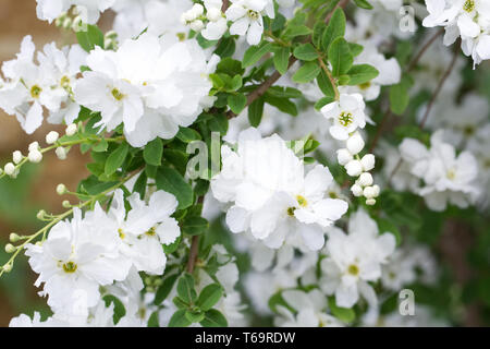 Exochorda x macrantha 'The Bride' flowers. Stock Photo