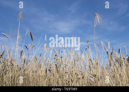Field crops and cornflowers under blue skies Stock Photo