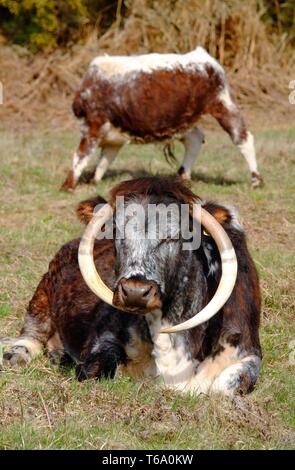 English Longhorn grazing Stock Photo: 73383505 - Alamy