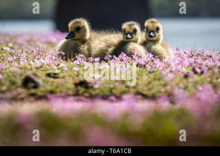 30 April 2019, Hessen, Frankfurt/Main: Chicks of a Canada goose sit on the banks of the Main in blooming moss in the sunshine. Photo: Frank Rumpenhorst/dpa Stock Photo