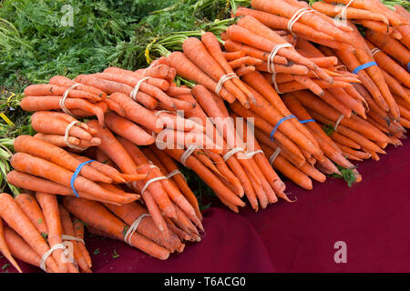 Carrots bunched with rubber bands and twist ties on table at Farmers Market. Fresh spring summer food Stock Photo