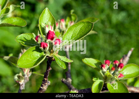 Apple Flower Buds Stock Photo
