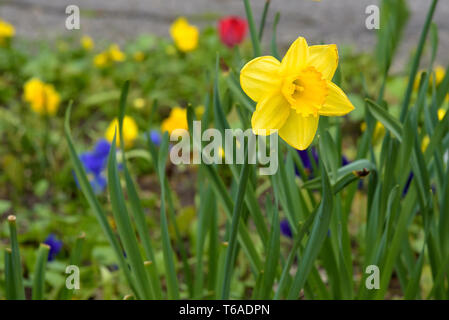 Close up of single yellow daffodil in the garden Stock Photo