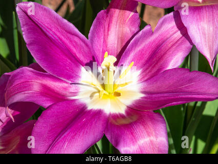 Pink tulips fully open Stock Photo