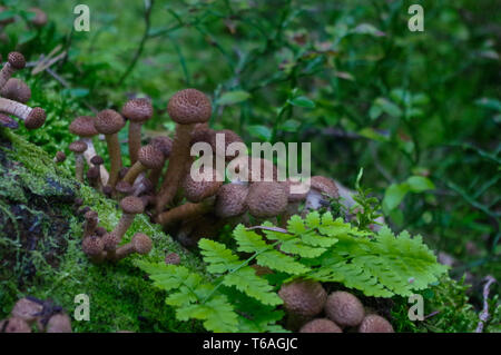 wild Mushrooms in green forest, honey Armillaria ostoyae Stock Photo