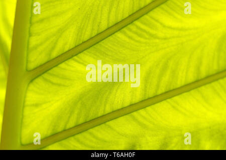 backlit fresh green palm leaf, close up, background Stock Photo