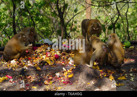 macaca monkey family eating lot of fruits, Phuket Thailand.