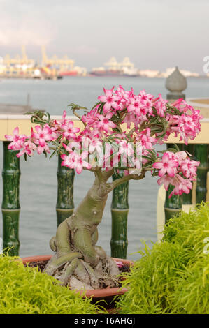 pink bougainvillea bonsai in garden, Penang Island, Malaysia Stock Photo