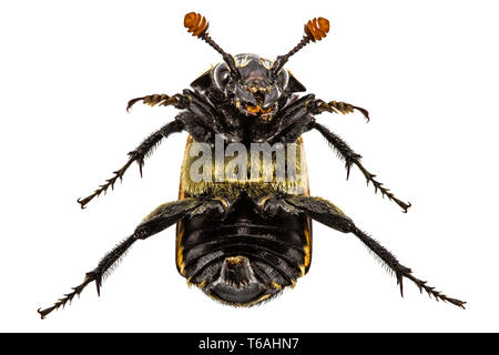 Big beetle of inverted on the back,  isolated on white background Stock Photo