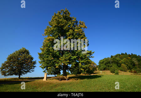 linden tree, genus tilia Stock Photo