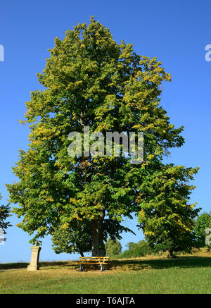 linden tree, genus tilia Stock Photo