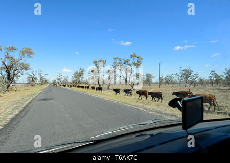 A herd of cattle walking along the Carnarvon Highway in the Queensland interior, QLD, Australia Stock Photo