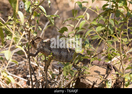 Malagasy giant chameleon, Madagascar Stock Photo