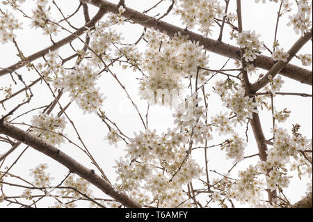 Pendant flowering cherry blossom at peak of its cycle hangs on airy branches with cascading flowers in pink or white Prunus tree Stock Photo