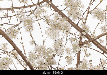 Pendant flowering cherry blossom at peak of its cycle hangs on airy branches with cascading flowers in pink or white Prunus tree Stock Photo