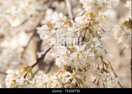 Pendant flowering cherry blossom at peak of its cycle hangs on airy branches with cascading flowers in pink or white Prunus tree Stock Photo