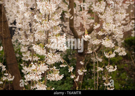 Pendant flowering cherry blossom at peak of its cycle hangs on airy branches with cascading flowers in pink or white Prunus tree Stock Photo