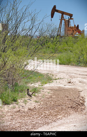 Midland County, Texas  USA - 21 April 2019 : A roadrunner is spotted in front of a pumping unit in the Permian Basin oilfield. Stock Photo