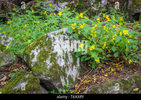 Bright yellow wild flowers along with green leaves foliage growing on mossy stones in a woodland Stock Photo