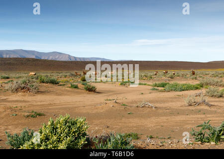 Red Hartebeest grazing in a field in Tankwa Karoo Stock Photo