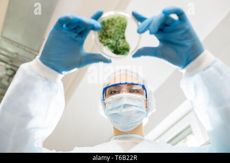 Environmental researcher working in laboratory Stock Photo