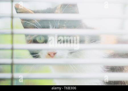 Funny tricolor cat peeps through the window through the blinds Stock Photo